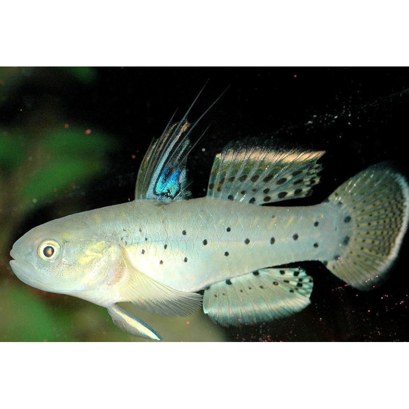 Stigmatogobius sadanundio 4 - 7 cm