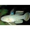stigmatogobius sadanundio 4 - 7 cm