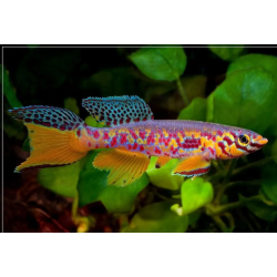 Fundulopanchax fallax 4 - 5 cm