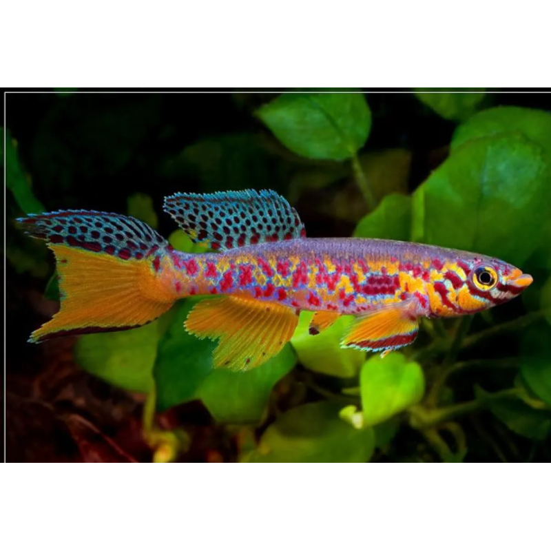 Fundulopanchax fallax 4 - 5 cm