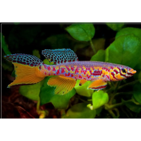 Fundulopanchax fallax 4 - 5 cm