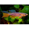 Fundulopanchax fallax 4 - 5 cm