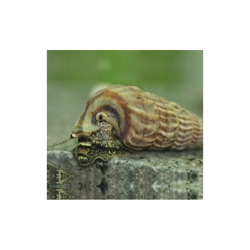 Cerithidea balteata sp. king -M