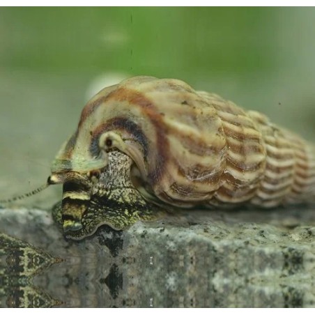 Cerithidea balteata sp. king -M