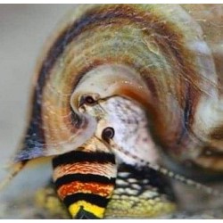 Cerithidea balteata sp. king -M