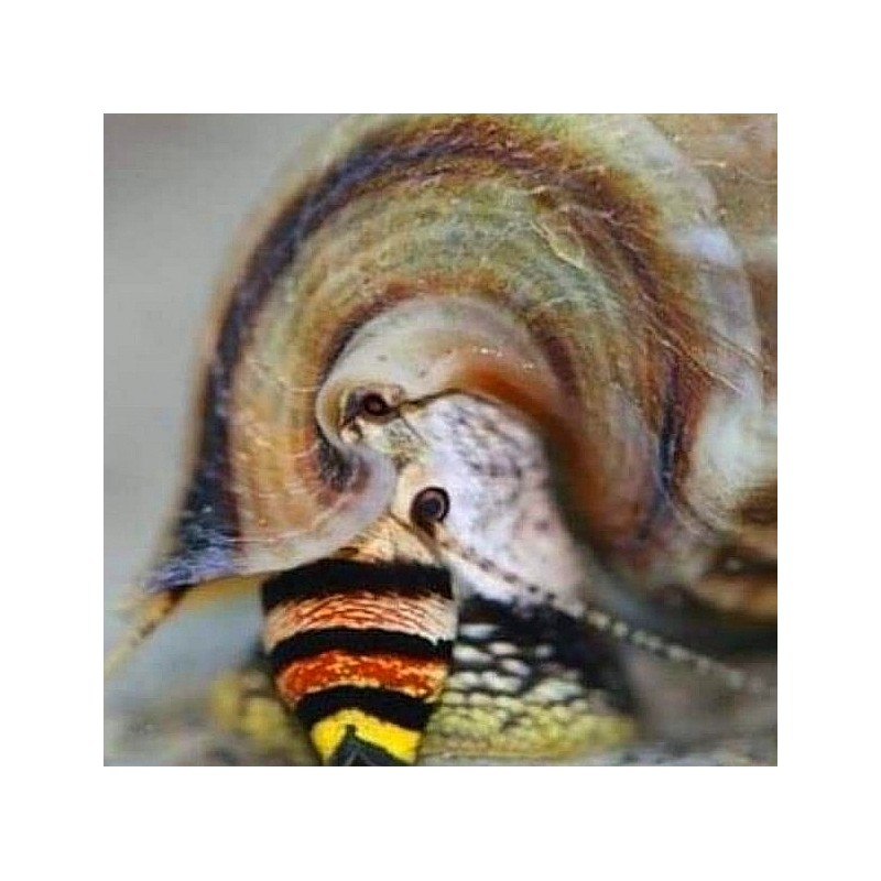 Cerithidea balteata sp. king - M