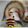 Cerithidea balteata sp. king -M