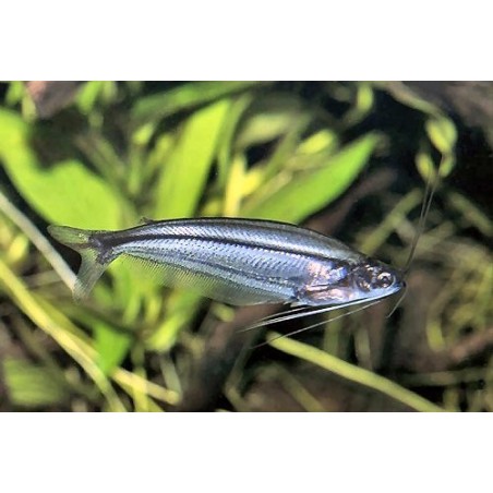 parailia pellucida 4 - 5 cm