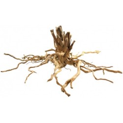 Radici red wood 80+ cm