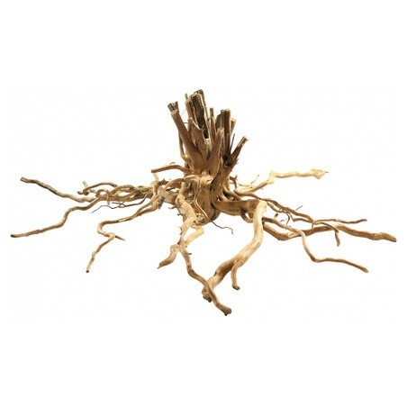 Radici red wood 80+ cm