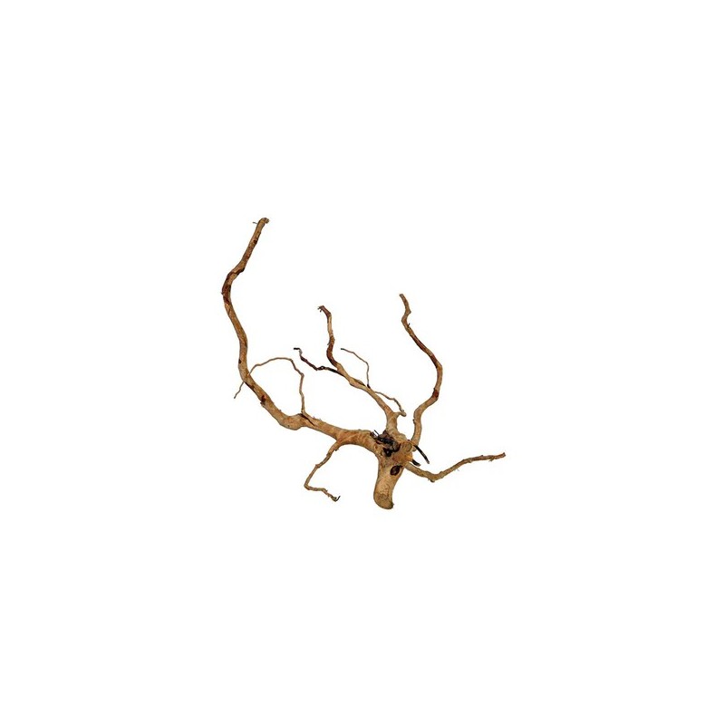 Radici red wood 80+ cm