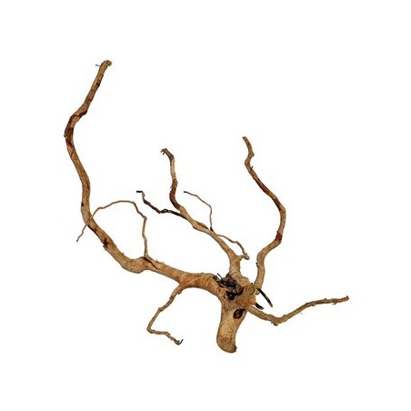 Radici red wood 80+ cm