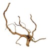 Radici red wood 80+ cm
