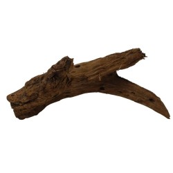 Radice mangrovia 20-30 cm