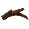 Radice mangrovia 20-30 cm