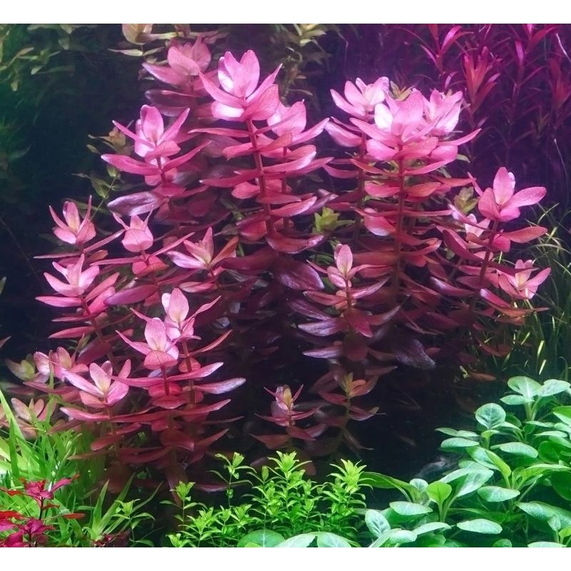 Bacopa salzmannii purple Bacopa salzmannii purple