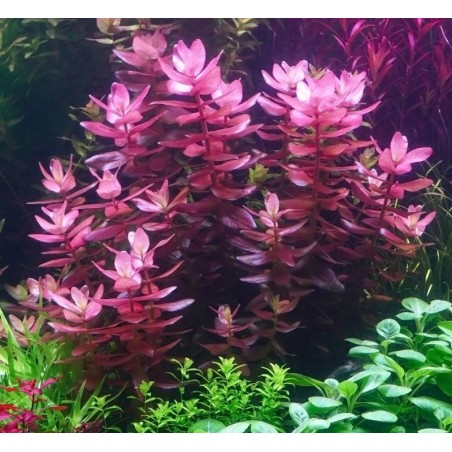 Bacopa salzmannii purple
