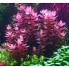 Bacopa salzmannii purple