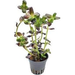 Bacopa salzmannii purple
