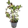 Bacopa salzmannii purple