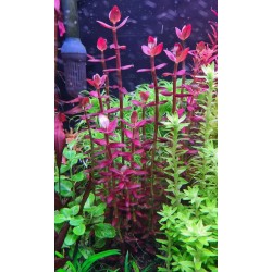 Bacopa salzmannii purple