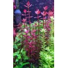 Bacopa salzmannii purple