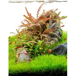Hygrophila pinnatifida