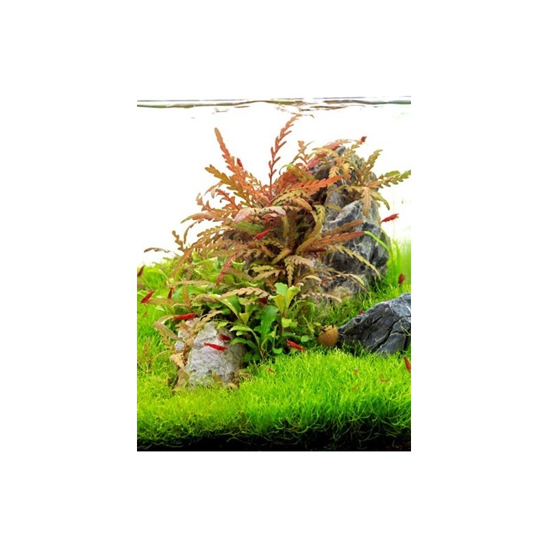 Hygrophila pinnatifida