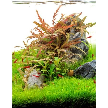 Hygrophila pinnatifida