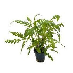 Hygrophila pinnatifida