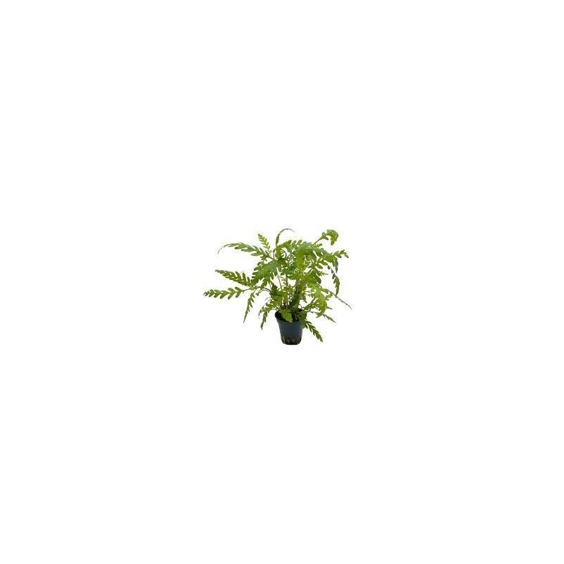 Hygrophila pinnatifida