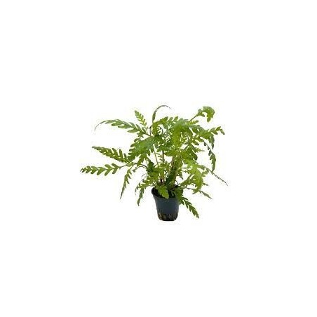 Hygrophila pinnatifida