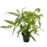 Hygrophila pinnatifida