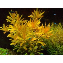 Nesaea pedicellata golden