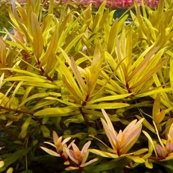 Nesaea pedicellata golden