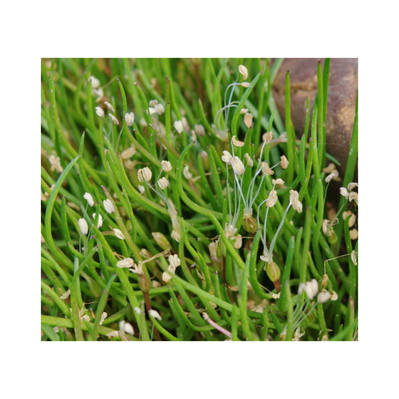 Littorella uniflora