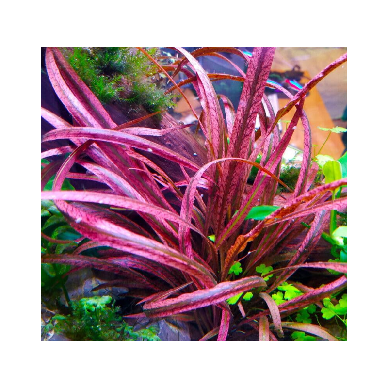 Cryptocoryne spiralis tiger red