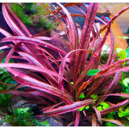 Cryptocoryne spiralis tiger red