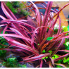 Cryptocoryne spiralis tiger red