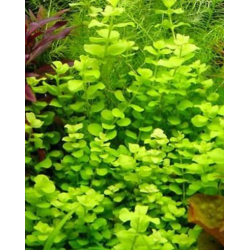 Lysimachia nummularia aurea