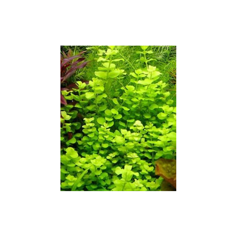 Lysimachia nummularia aurea