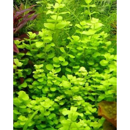 Lysimachia nummularia aurea