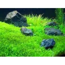 Utricularia graminifolia