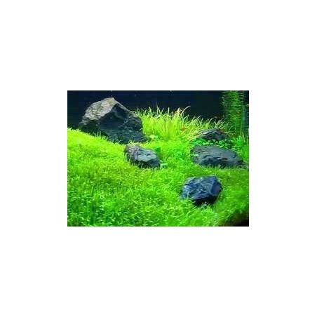 Utricularia graminifolia