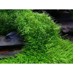 Utricularia graminifolia