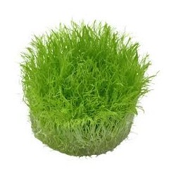 Utricularia graminifolia