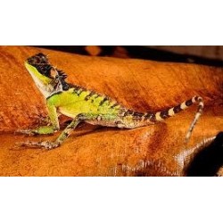 Acanthosaura lepidogaster M-L