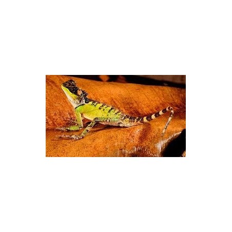 Acanthosaura lepidogaster M-L