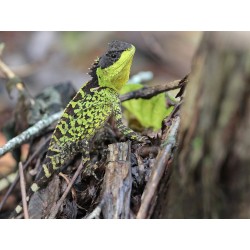 Acanthosaura lepidogaster M-L