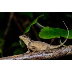 Acanthosaura lepidogaster M-L